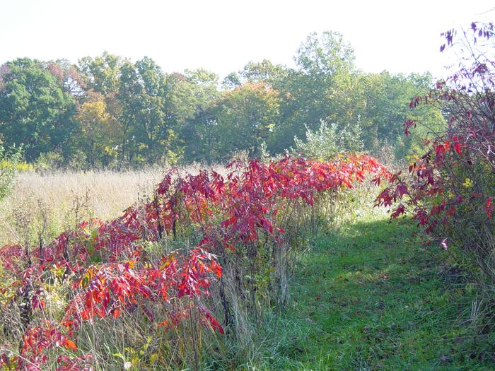 A view from 2006 when I still had a trail