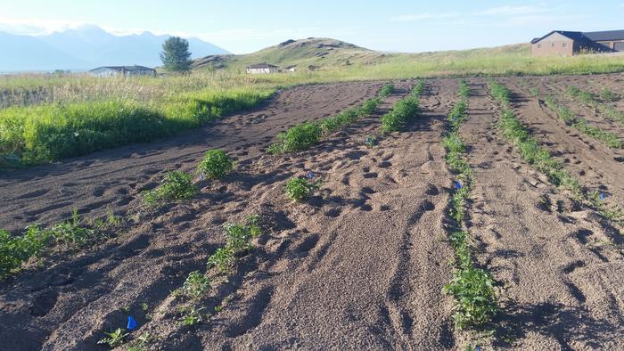 Variability around 2011 sand piles