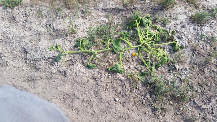 Gasp, this squash did not like being plowed near, and it