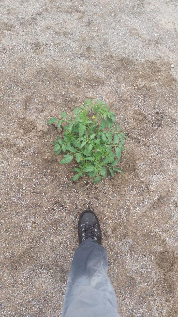 Little tomato plant I soil amended