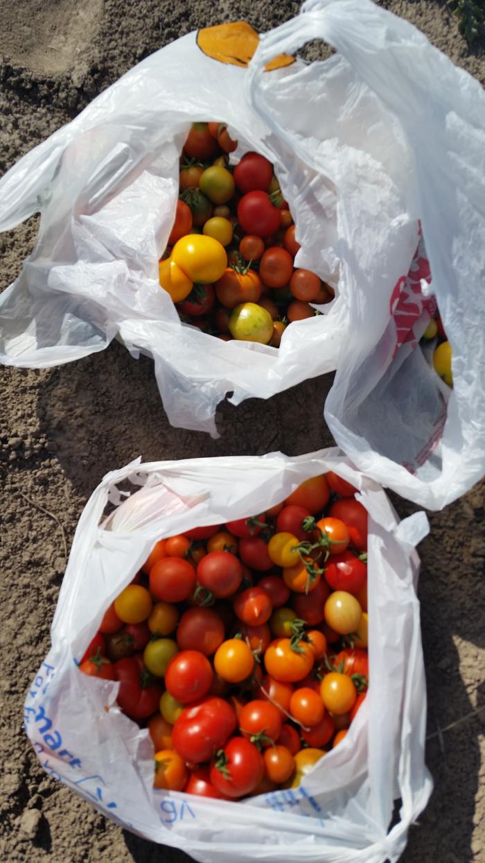 One picking of dry farmed direct seeded