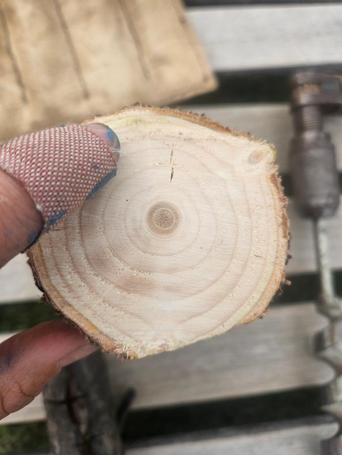 In case it's not obvious from the first angle, here is green bits still visible in the spruce head. It was felled a few weeks ago.