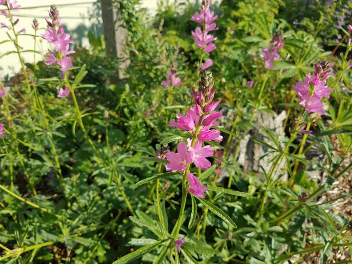 A group of dwarf checkermallows in bloom also during their first year.