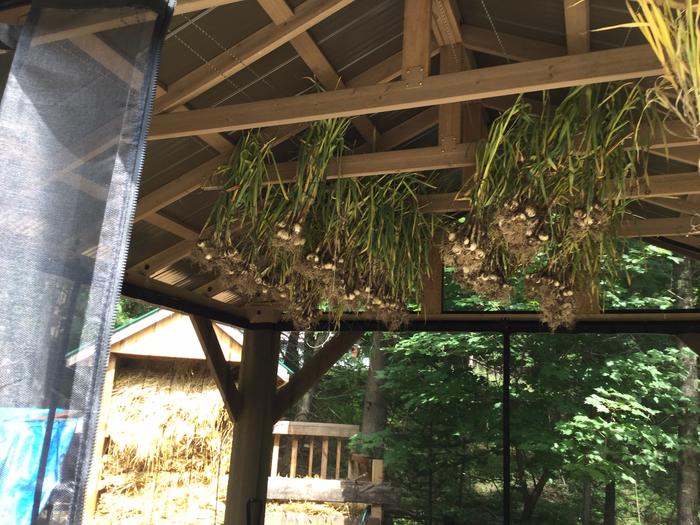 this year's harvest of 277 bulbs took less than an hour to harvest and a 1/2 hour to hang. Hung in a screened-off area to prevent/avoid a Leek Moth attack/infestation.