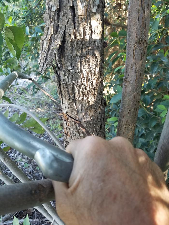 Camden layer long gone, wood beetles already fed, starting to fall anyway