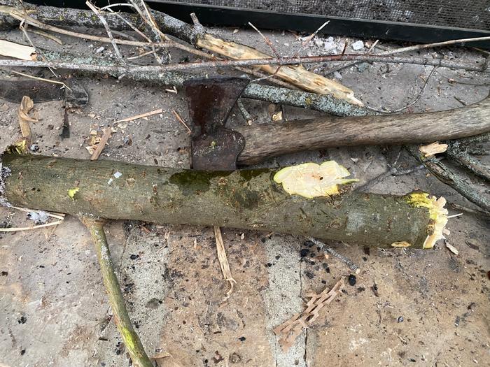 Log chewed by beavers