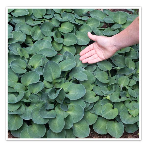 [Thumbnail for Ground-Cover-Hosta-Blue-Mouse-Ears.jpg]