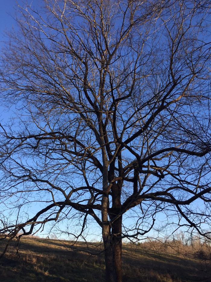 Twisted-Sisters tree