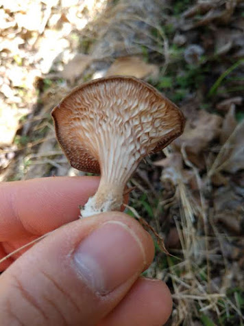 [Thumbnail for wild-mushroom-1-gills.jpg]