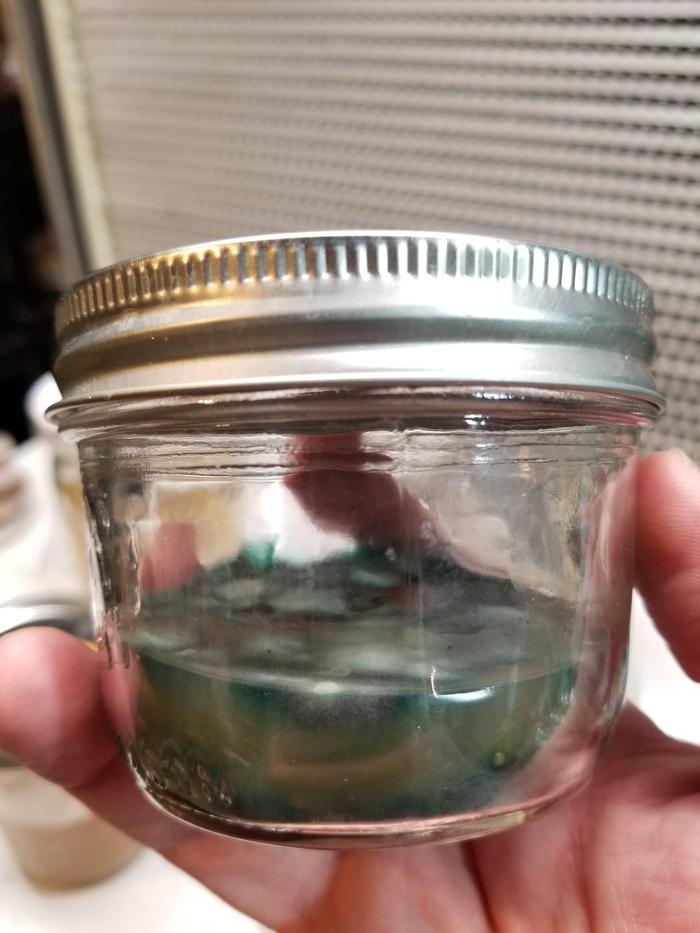 [Thumbnail for chlorociboria-jar-20181230_104848.jpg]