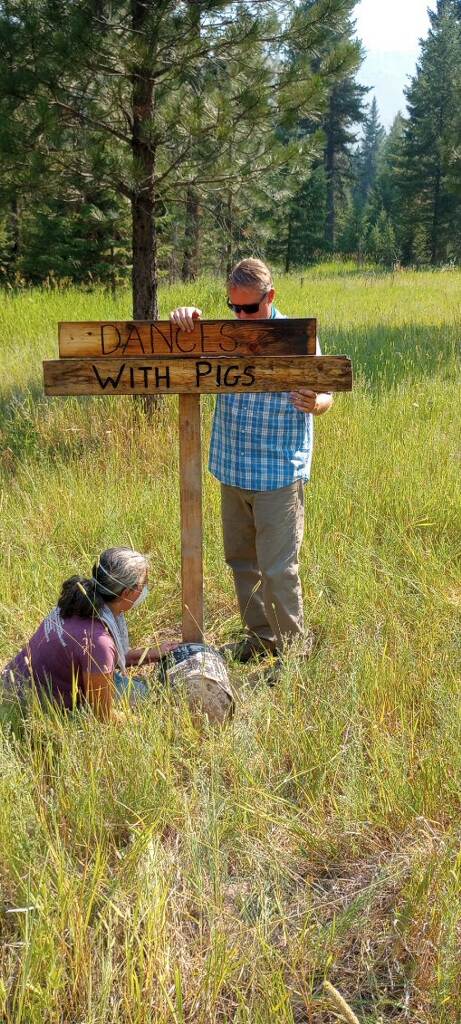 Mounting in the meadow I thought was “Dances with Pigs”