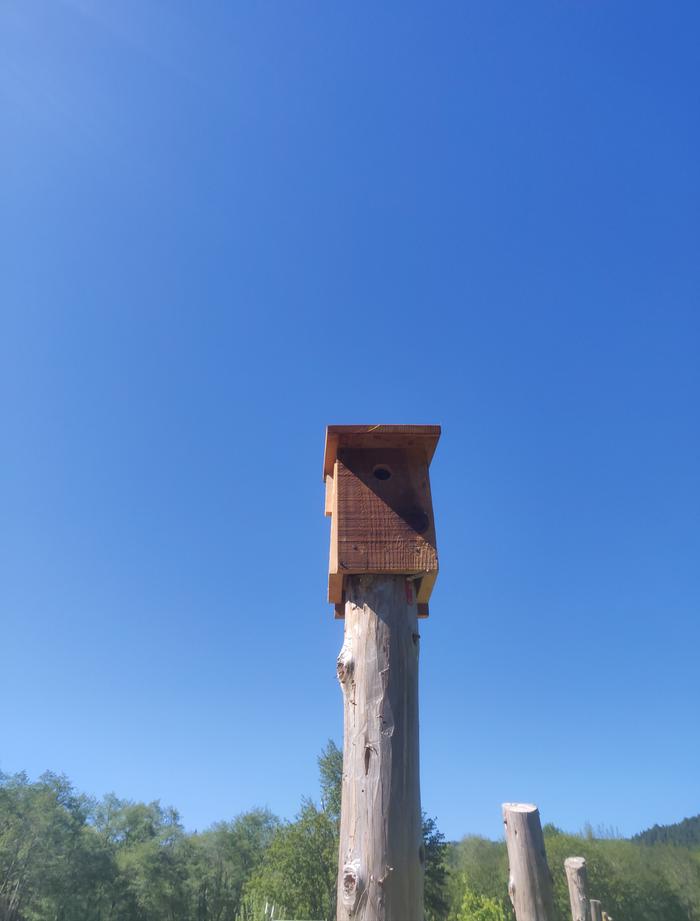 Bird house completed and installed in its final location
