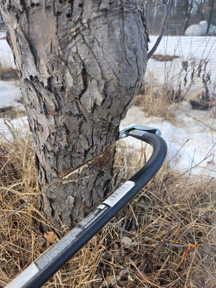 Action shot about half way through felling the tree showing your wedge/notch cut completed
