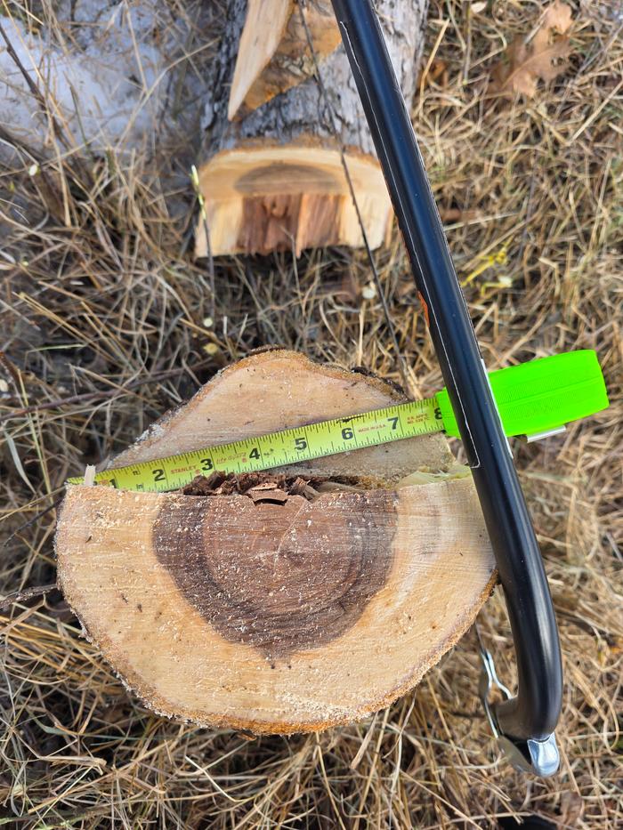 Measurement across the stump showing the diameter