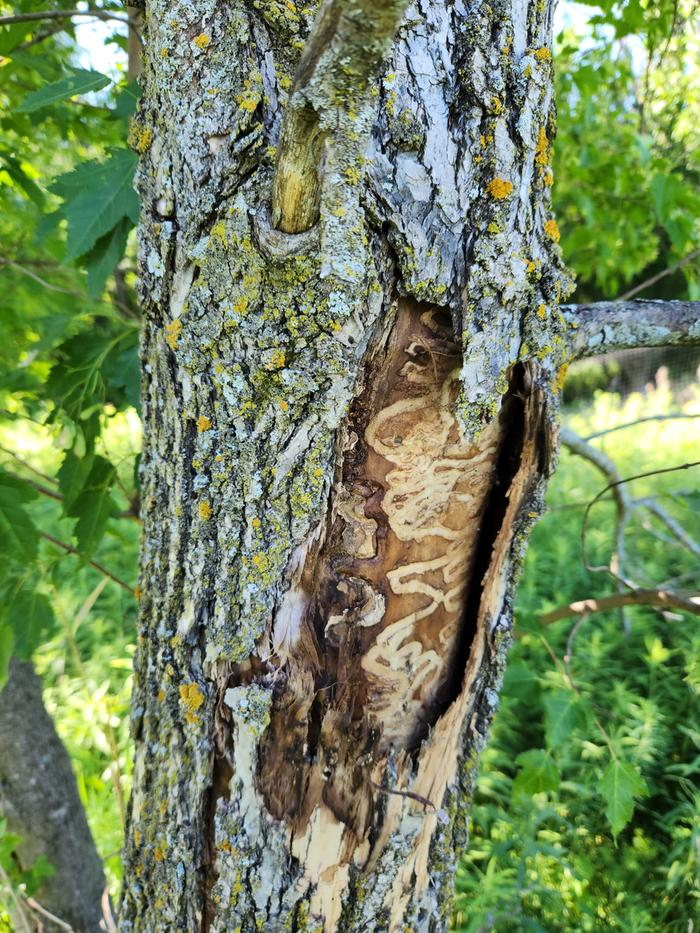 dead ash tree, see galleries