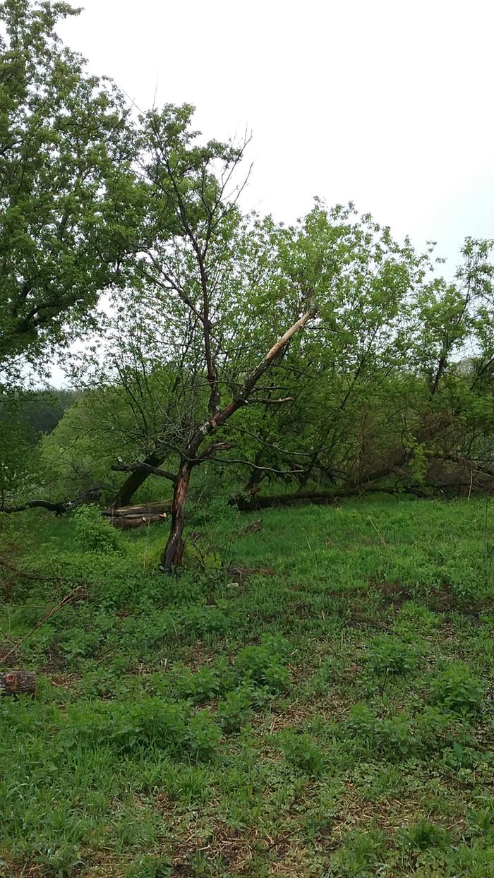 Old dead apple tree