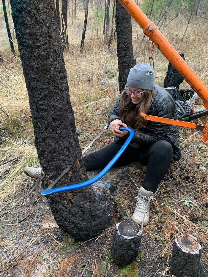 Jen-bowsawing-hinge-cut-deadstanding-tree