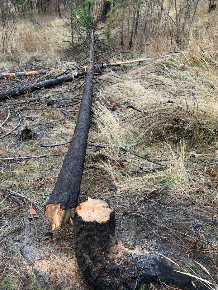 felled-tree-deadstanding-bowsaw