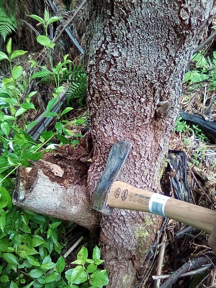 Extra pictures of a third tree I cut down (I think they all look the same).