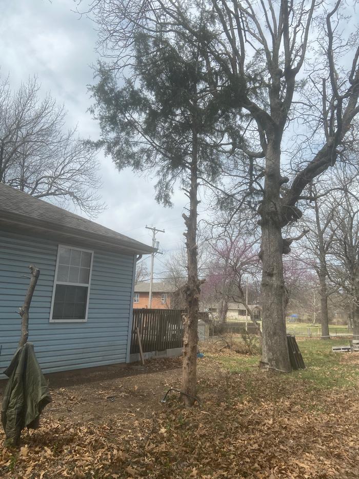 This tree had had some limbs removed months ago and needed to be finished. 