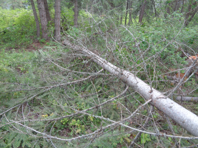 fallen tree