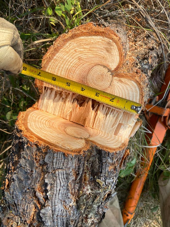 [Thumbnail for 4_Measurement-across-the-stump-showing-the-diameter.JPG]