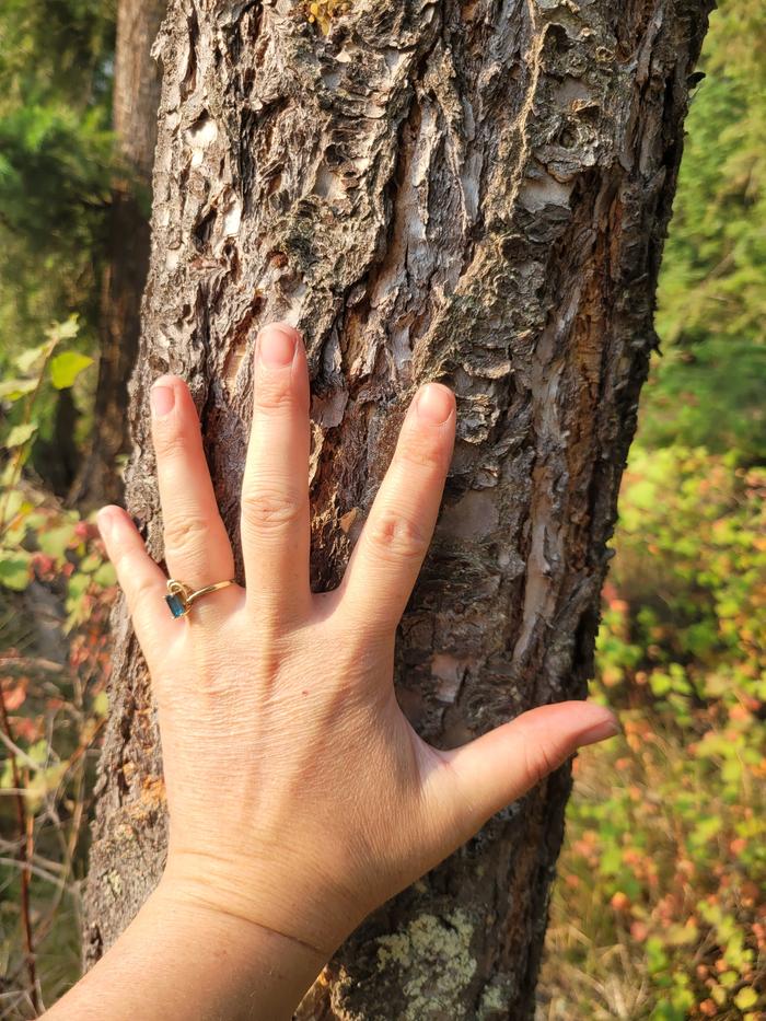 My tree - using my hand to make sure it's the right size.