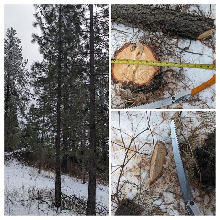 Live tree standing close to another ponderosa, the wedge, and the downed tree with stump & ruler. 