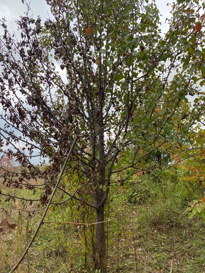 [Thumbnail for IMG_0065.jpeg]