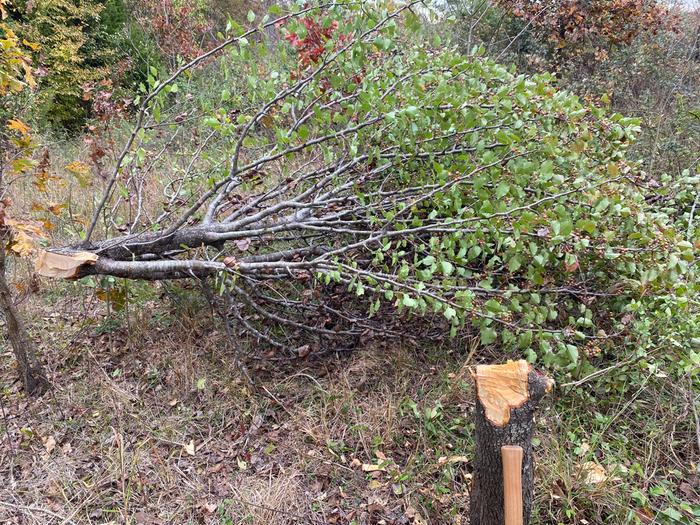 [Thumbnail for IMG_0066.jpeg]