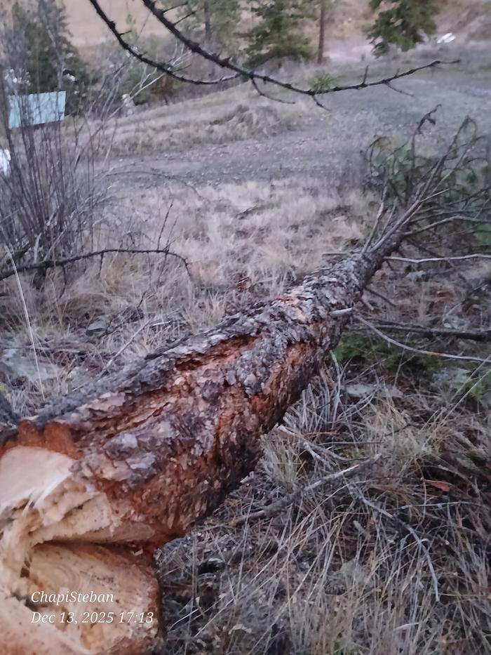 No match for the mighty bow saw 