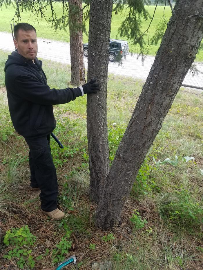 Before-picture-choosing-live-tree-to-fell-with-bowsaw