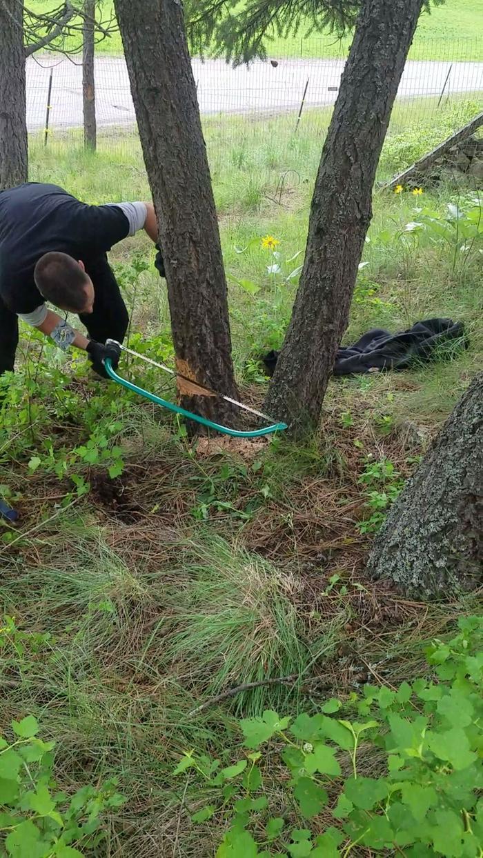 action-shot-bowsaw-felling-live-tree