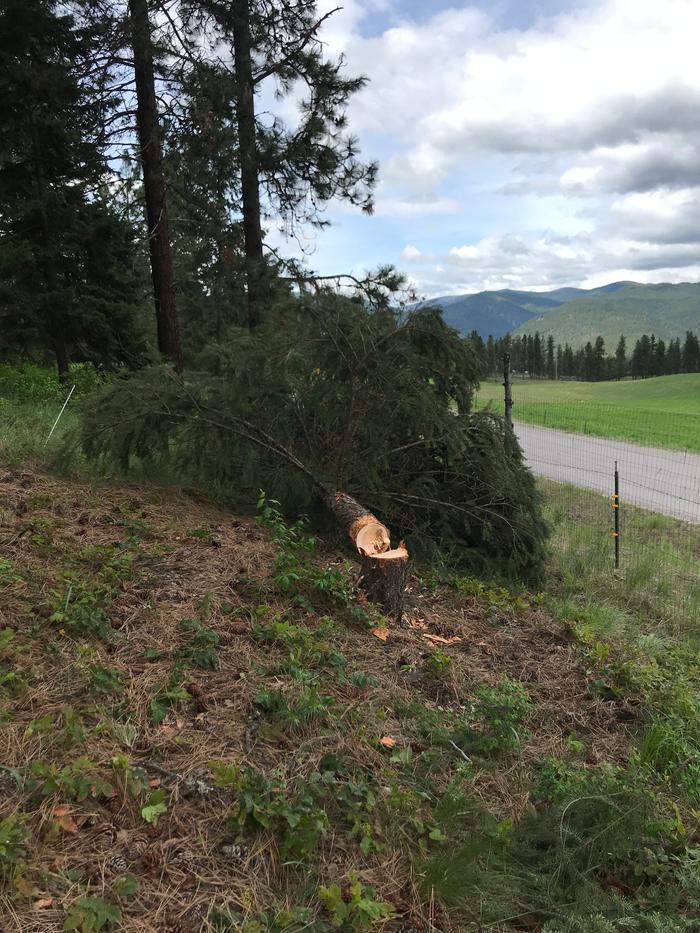 live-tree-felled-with-bowsaw-at-Basecamp