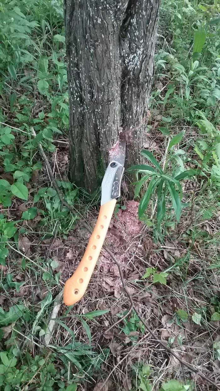 starting-wedge-cut-one-live-tree-with-bowsaw