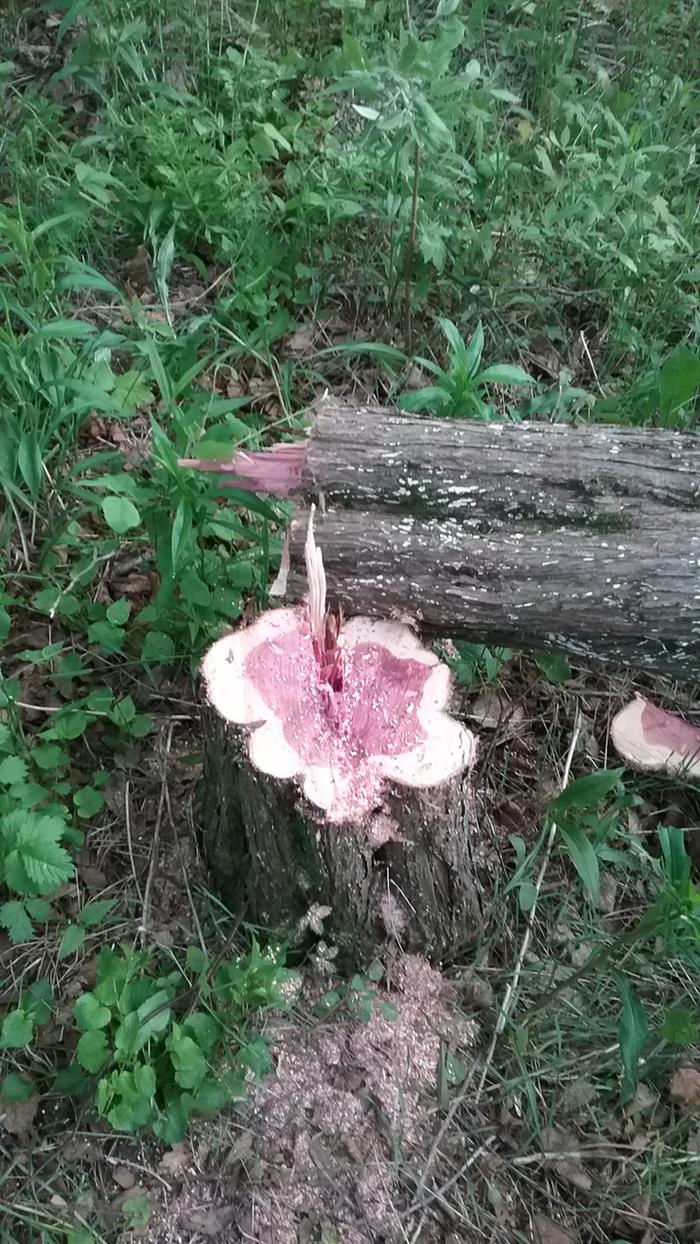 stump-of-tree-felled-with-bowsaw