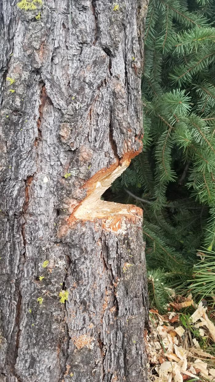 wedge-cut-by-bowsaw-on-live-tree