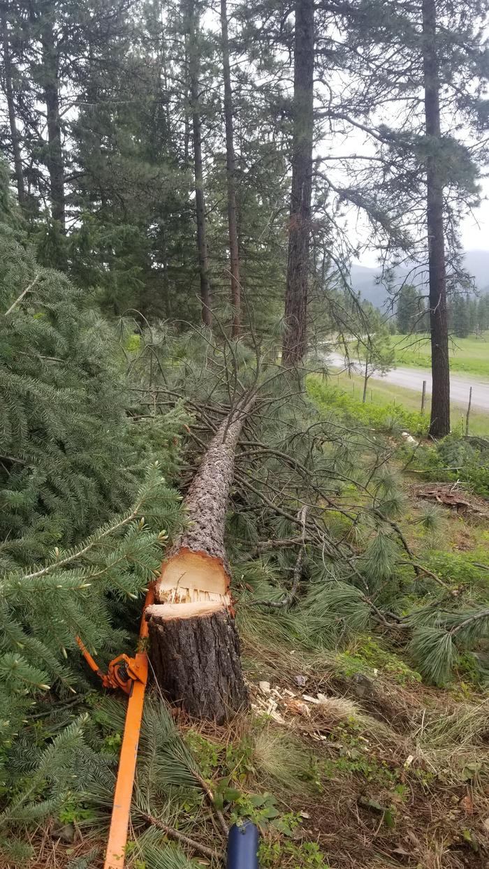 fallen-over-live-tree-felled-with-a-nowsaw