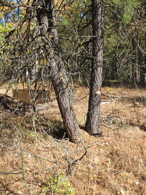 from this angle the selected & notched tree is to the right