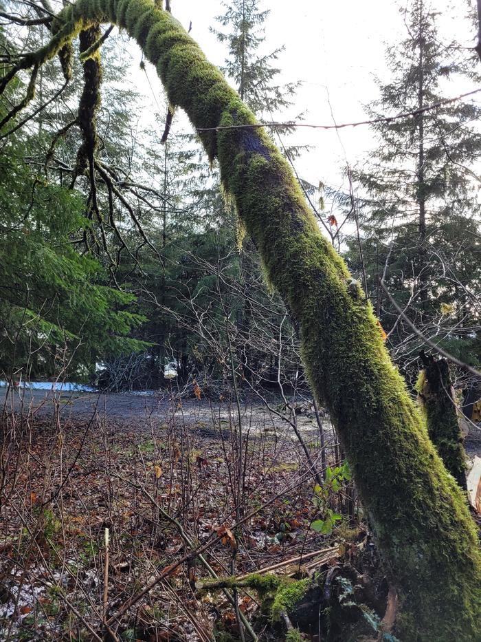 Tree leaning over driveway.