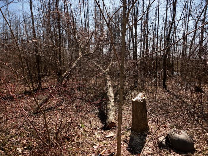 The tree did fall the direction I wanted, mostly. The comedy was getting it all the way to the ground out of other trees. This pic shows the final resting place.