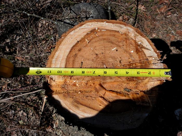 Picture showing the diameter of the trunk at just under 12 inches.