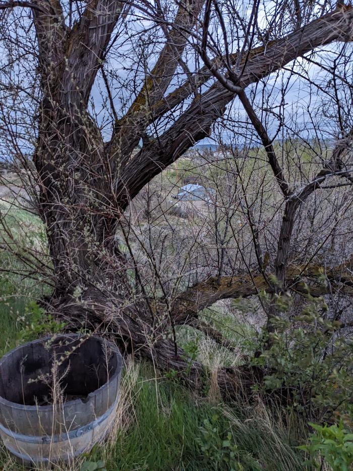 Cliff edge Russian olive 