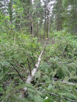 fallen tree