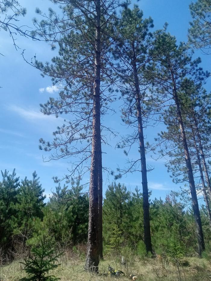 Close up of the red pine.