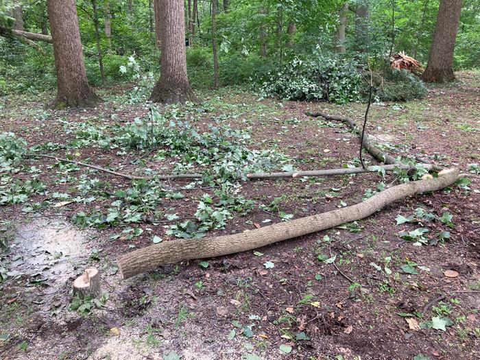 Tree down