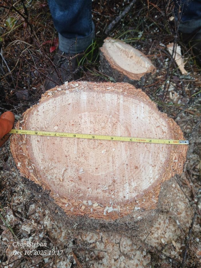 Stump diameter