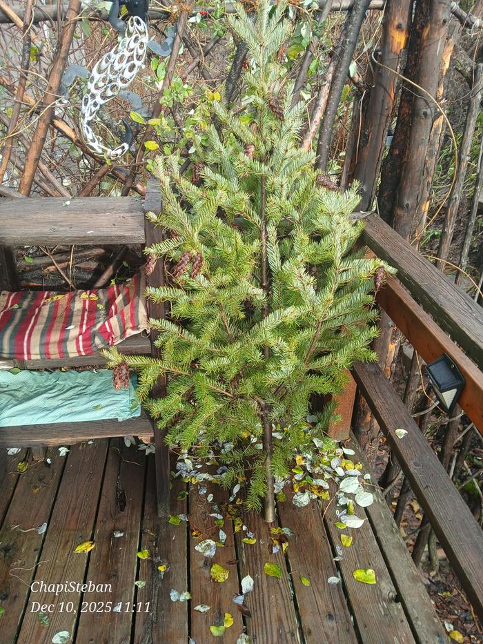 [Thumbnail for 20251210_111154.jpg]