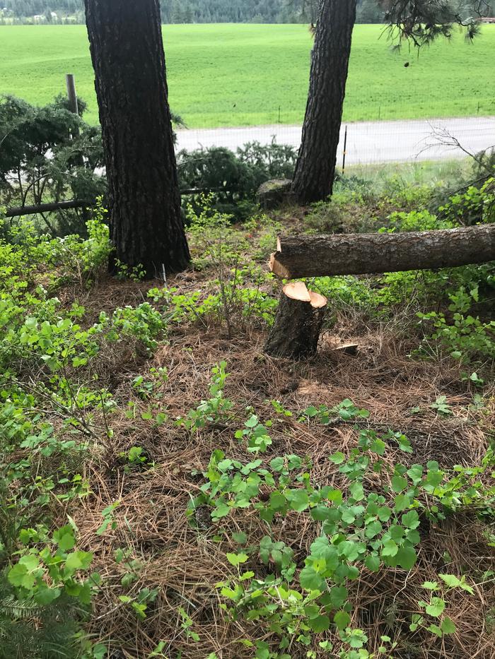 tree fallen on the ground