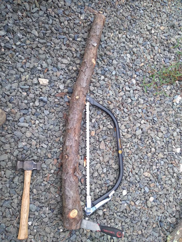 Starting green pine branch